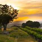 Vineyard at sunset