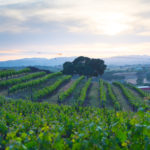 vineyard at dusk