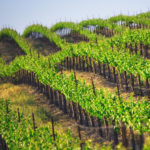 vineyard rows in the spring