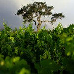 oak tree in vineyard on stormy day