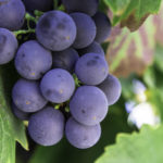 close up of grape cluster
