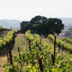 vineyard in sun