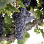 large grape cluster