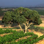 oak tree in vineyard