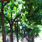 View of vine canopy